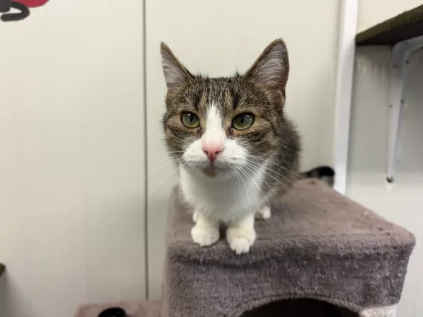 Kot do adopcji, Henrykowo, 22 października 2025 (3/3)