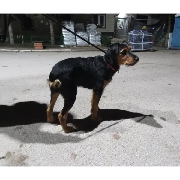 Znaleziono psa, Białystok, 28 listopada 2025