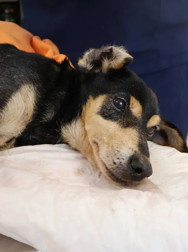 Znaleziono psa, Łódź, 29 listopada 2025