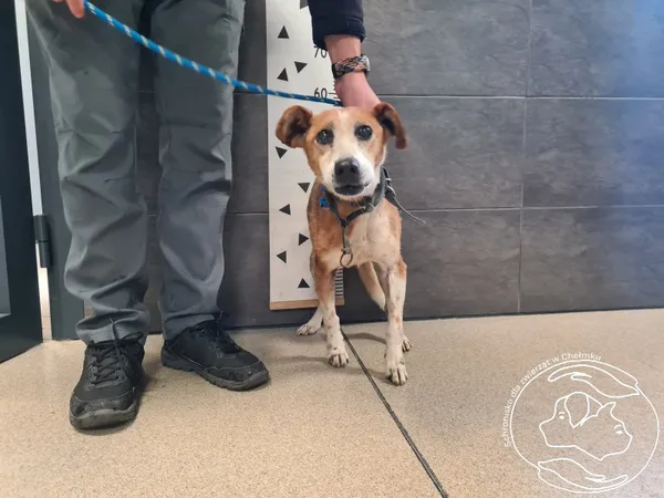 Pies do adopcji, Chełmek, 3 listopada 2025