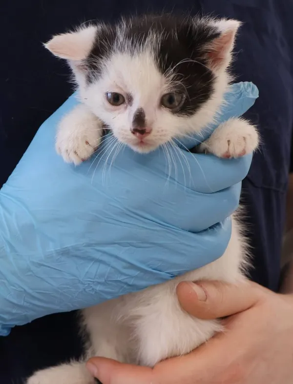 Znaleziono kota, Łódź, 29 listopada 2025