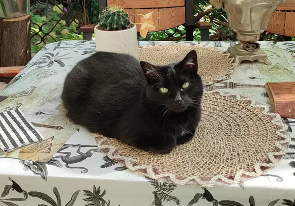 Zaginął kot, Łódź, 29 listopada 2025