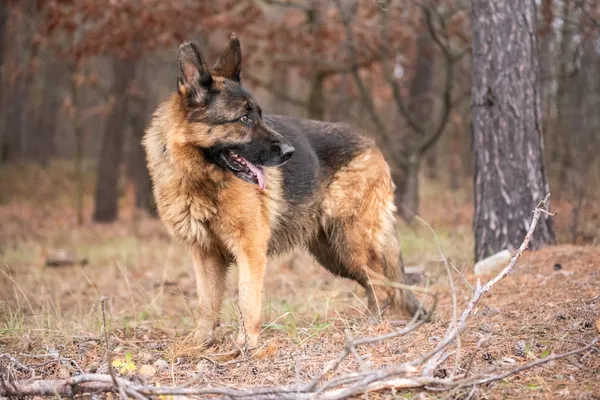 Pies do adopcji, Nowodwór, 29 listopada 2025 (3/5)