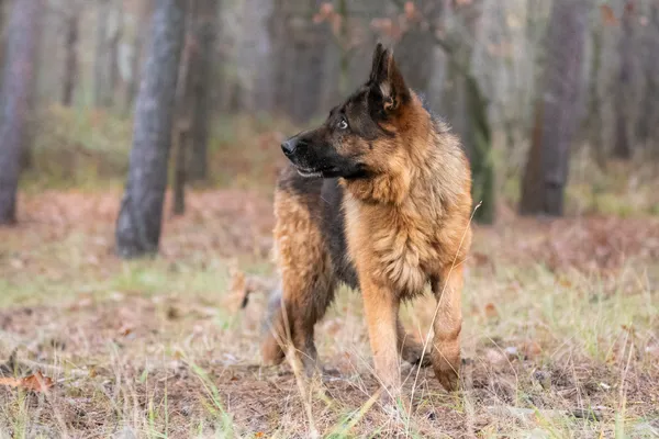 Pies do adopcji, Nowodwór, 29 listopada 2025 (4/5)