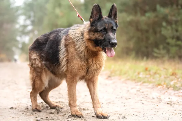 Pies do adopcji, Nowodwór, 29 listopada 2025 (5/5)