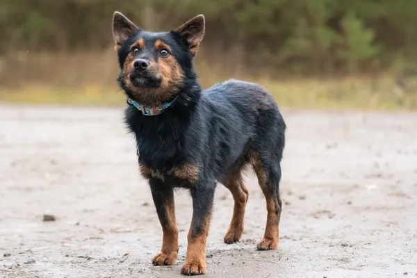 Pies do adopcji, Nowodwór, 29 listopada 2025 (4/5)