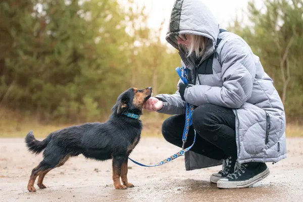 Pies do adopcji, Nowodwór, 29 listopada 2025 (5/5)