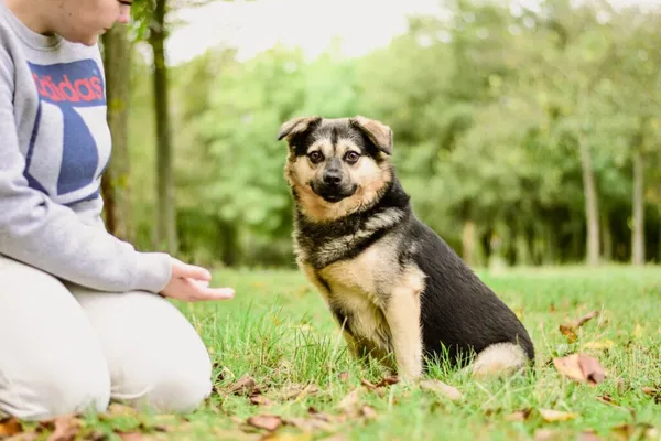 Pies do adopcji, Radom, 30 listopada 2025 (4/5)
