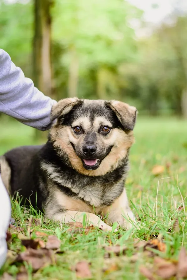 Pies do adopcji, Radom, 30 listopada 2025 (5/5)