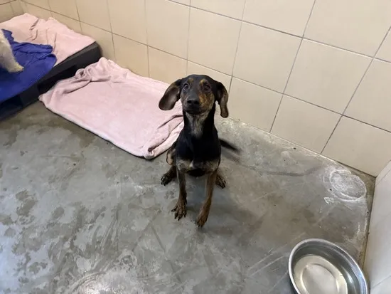 Pies do adopcji, Kraków, 14 listopada 2025