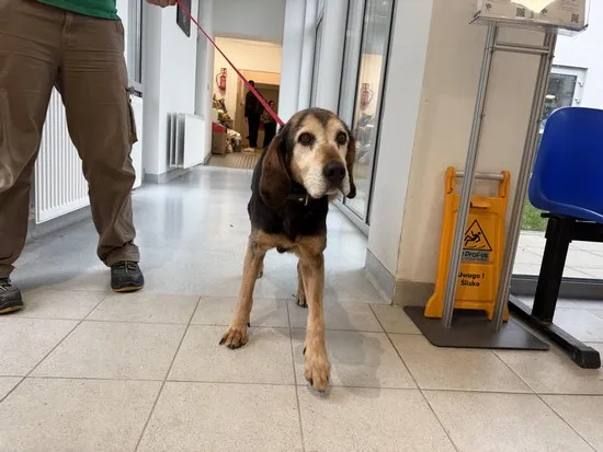 Pies do adopcji, Kraków, 15 listopada 2025