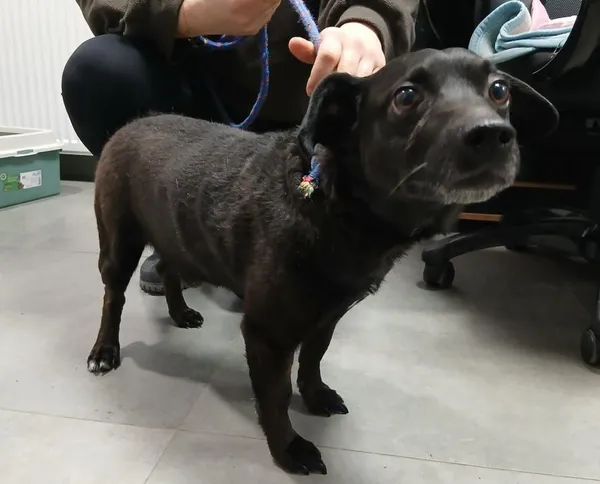 Znaleziono psa, Toruń, 29 listopada 2025