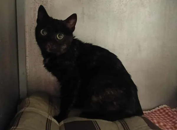 Znaleziono kota, Toruń, 28 listopada 2025