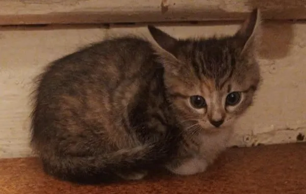 Znaleziono kota, Toruń, 27 listopada 2025