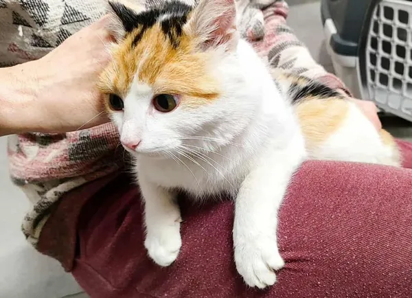 Znaleziono kota, Toruń, 27 listopada 2025