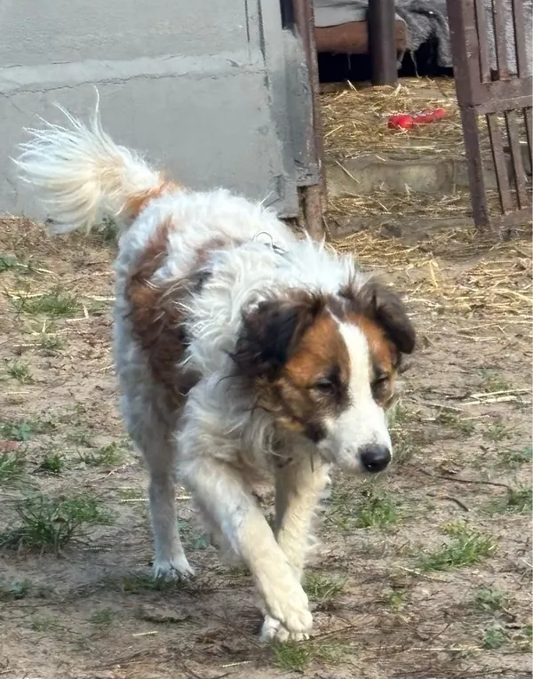 Pies do adopcji, Milanówek, 7 listopada 2025