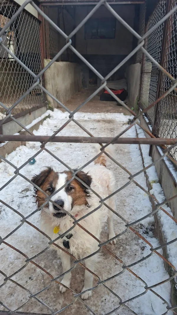 Pies do adopcji, Milanówek, 12 stycznia 2026 (4/5)