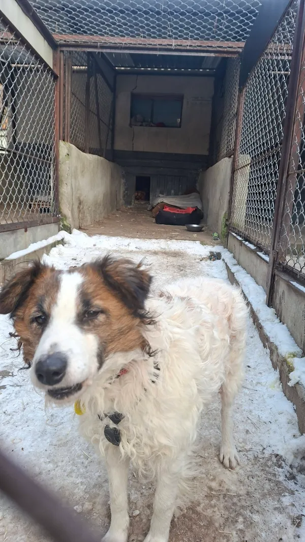 Pies do adopcji, Milanówek, 12 stycznia 2026 (5/5)