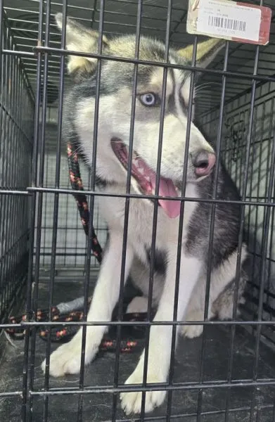 Znaleziono psa, Radom, 30 listopada 2025