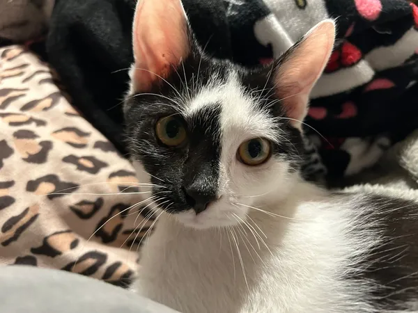 Oddam kota, Warszawa, Solec, 1 grudnia 2025 (1/4)