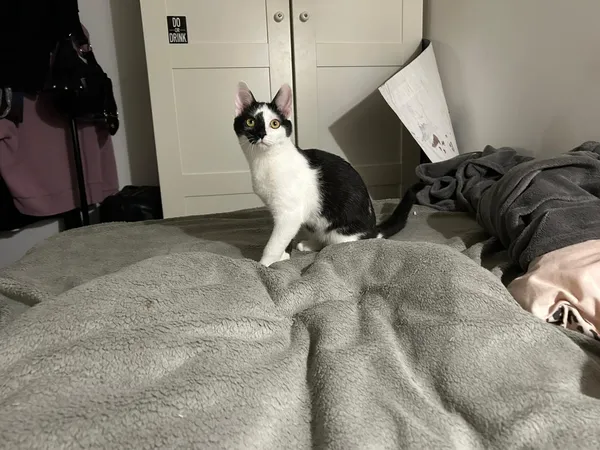 Oddam kota, Warszawa, Solec, 1 grudnia 2025 (4/4)