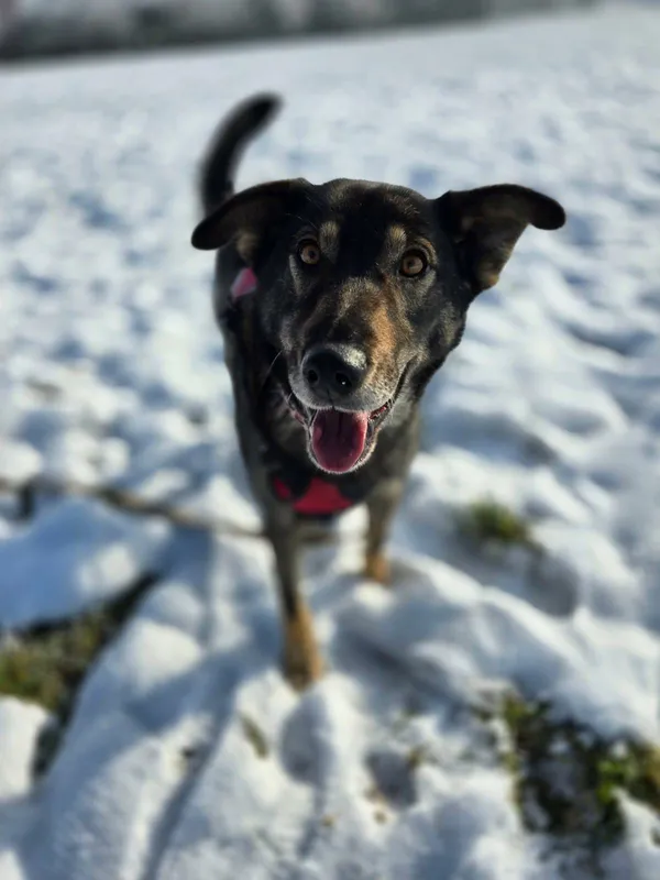 Znaleziono psa, Żywiec, 1 grudnia 2025 (1/5)