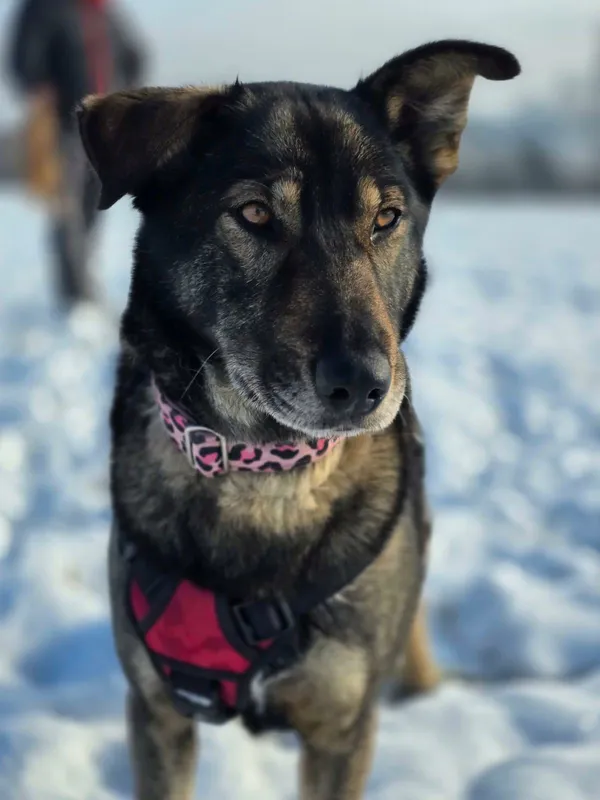 Znaleziono psa, Żywiec, 1 grudnia 2025 (4/5)