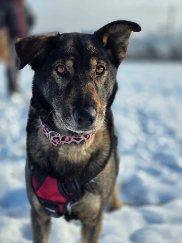 Znaleziono psa, Żywiec, 1 grudnia 2025 (2/5)