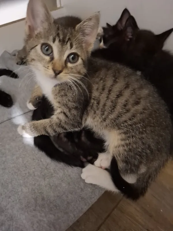 Oddam kota, Warszawa, Rakowiec, 1 grudnia 2025 (1/4)