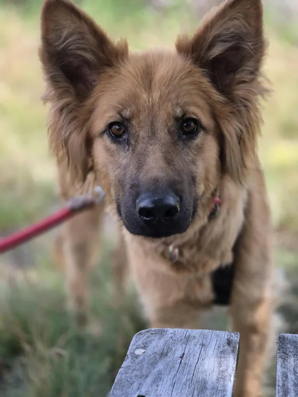 Oddam psa, Warszawa, Brzeziny, 1 grudnia 2025 (1/5)