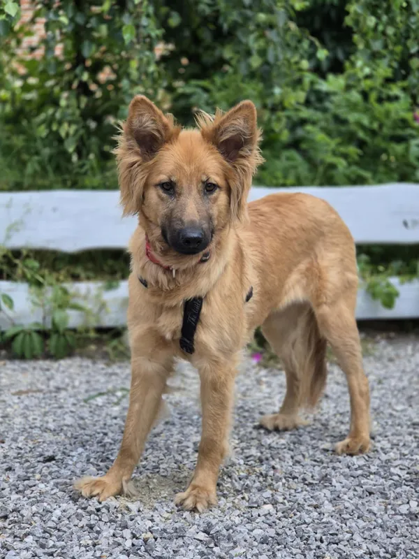 Oddam psa, Warszawa, Brzeziny, 1 grudnia 2025 (2/5)