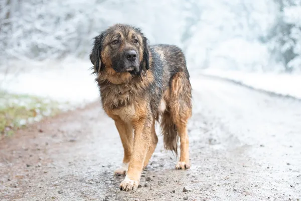 Pies do adopcji, Nowodwór, 29 listopada 2025 (2/5)