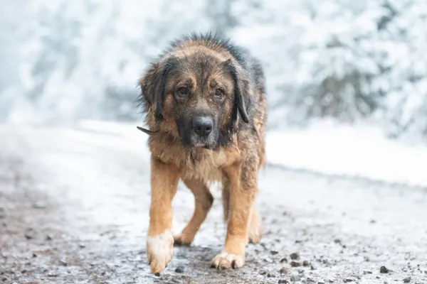 Pies do adopcji, Nowodwór, 29 listopada 2025 (3/5)