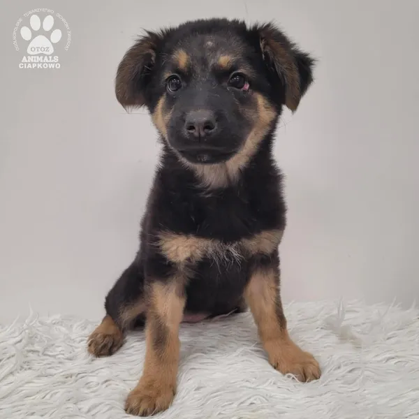 Pies do adopcji, Gdynia, 1 grudnia 2025 (3/5)