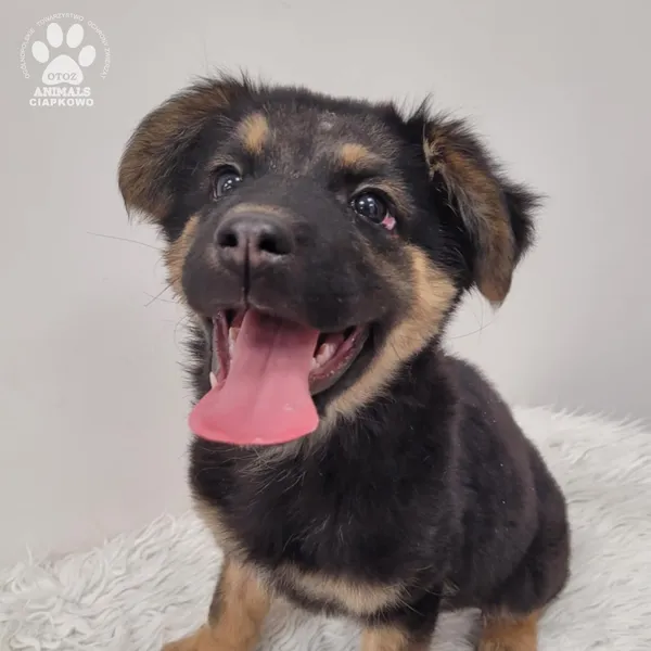 Pies do adopcji, Gdynia, 1 grudnia 2025 (4/5)