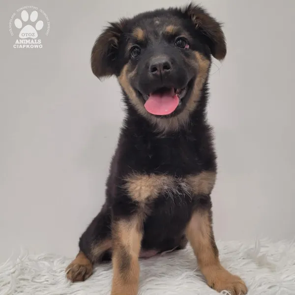 Pies do adopcji, Gdynia, 1 grudnia 2025 (5/5)