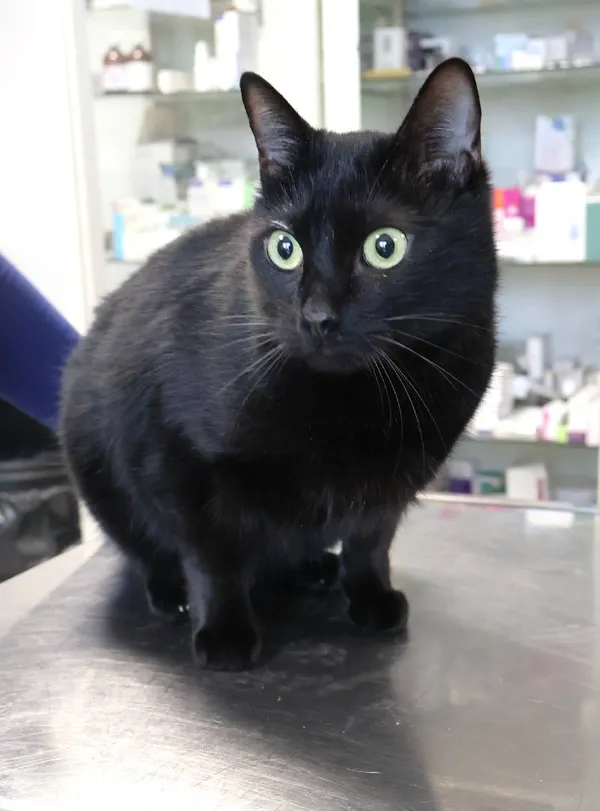 Znaleziono kota, Łódź, 29 listopada 2025 (1/2)