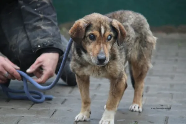 Pies do adopcji, Nowy Dwór Mazowiecki, 1 grudnia 2025 (1/4)