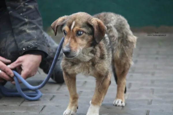 Pies do adopcji, Nowy Dwór Mazowiecki, 1 grudnia 2025 (2/4)