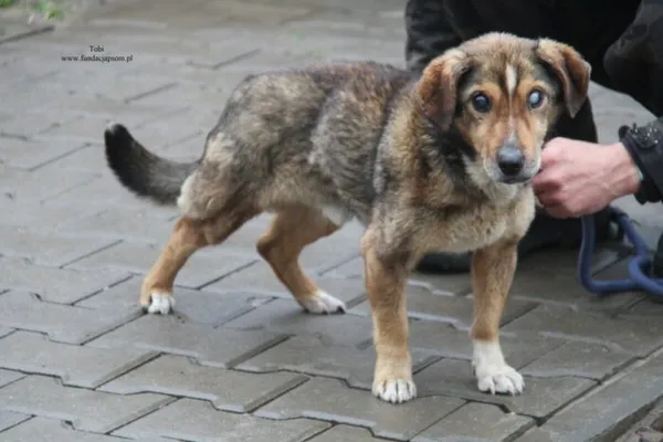 Pies do adopcji, Nowy Dwór Mazowiecki, 1 grudnia 2025 (3/4)