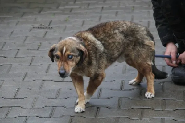 Pies do adopcji, Nowy Dwór Mazowiecki, 1 grudnia 2025 (4/4)