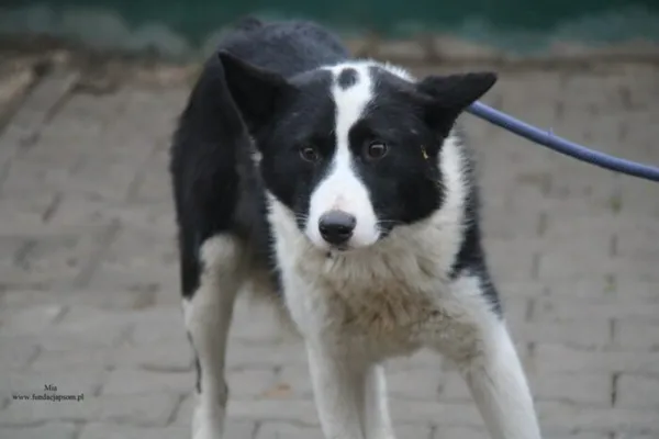 Pies do adopcji, Nowy Dwór Mazowiecki, 1 grudnia 2025 (1/4)