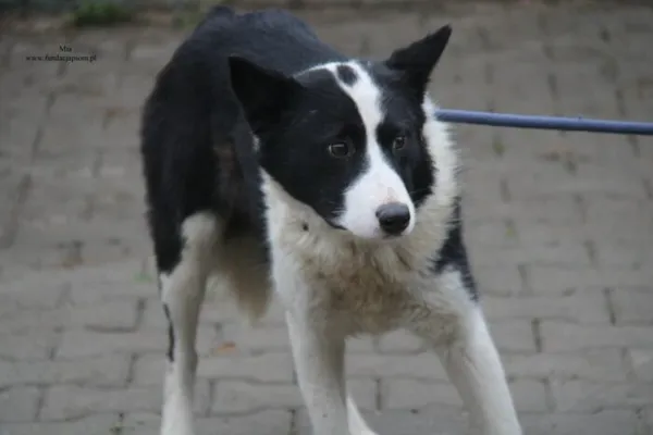 Pies do adopcji, Nowy Dwór Mazowiecki, 1 grudnia 2025 (2/4)