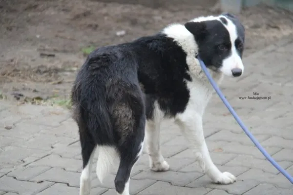 Pies do adopcji, Nowy Dwór Mazowiecki, 1 grudnia 2025 (3/4)