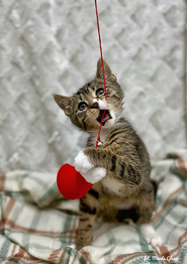 Kot do adopcji, Bydgoszcz, 1 grudnia 2025 (4/5)