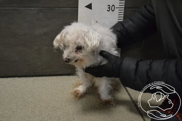 Znaleziono psa, Chełmek, 30 listopada 2025