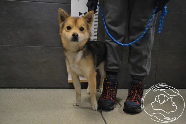 Znaleziono psa, Chełmek, 30 listopada 2025