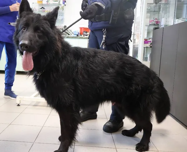 Znaleziono psa, Łódź, 30 listopada 2025 (1/2)