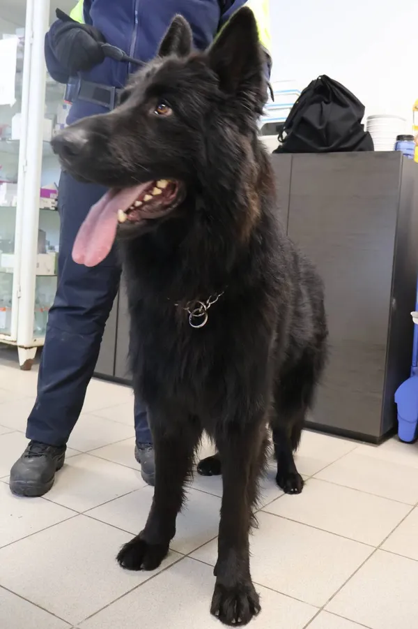 Znaleziono psa, Łódź, 30 listopada 2025 (2/2)