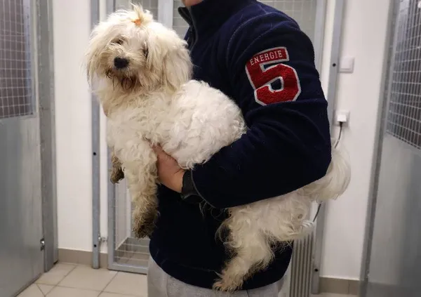 Znaleziono psa, Łódź, 30 listopada 2025 (1/2)